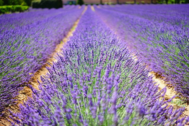 Un campo de lavanda