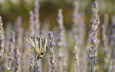 Una mariposa sobre lavanda en Pisa