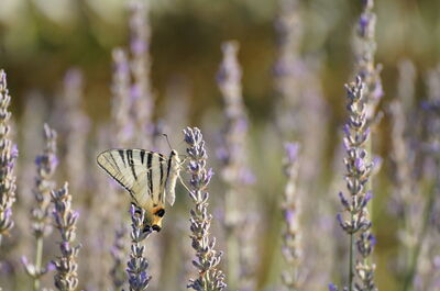 Una mariposa sobre lavanda en Pisa