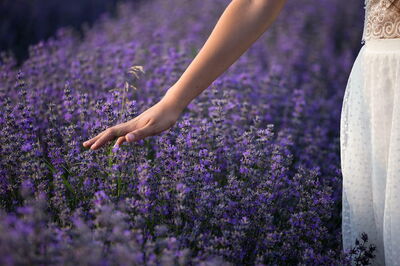 Mujer caminando entre la lavanda
