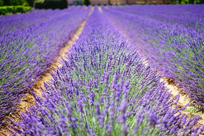 Un campo de lavanda