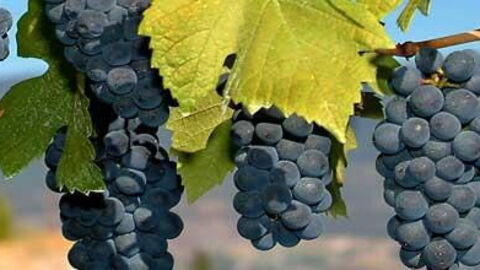 Uvas