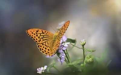 Mariposa