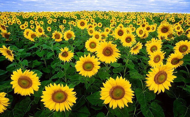 Campo de girasoles