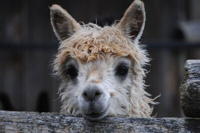 Alpaca