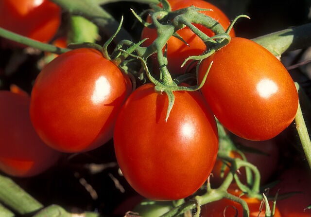 tomates creciendo en la planta