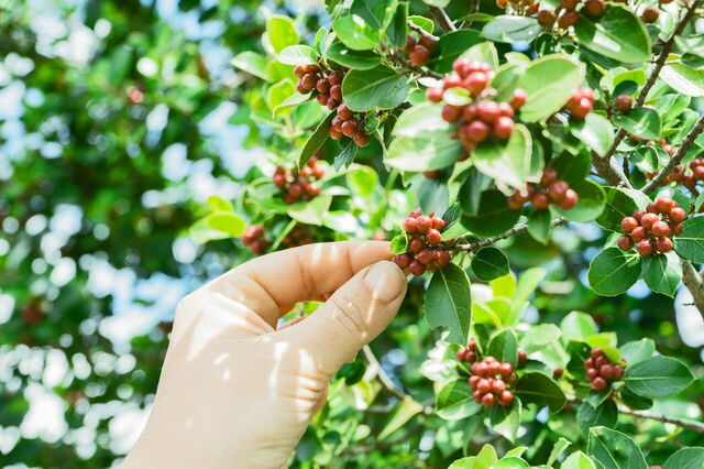 Plantas de café
