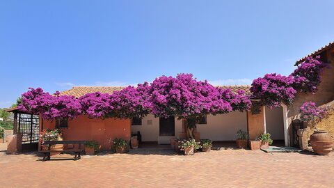 Bougainvillea en la isla de Giannutri