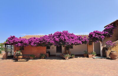 Bougainvillea en la isla de Giannutri