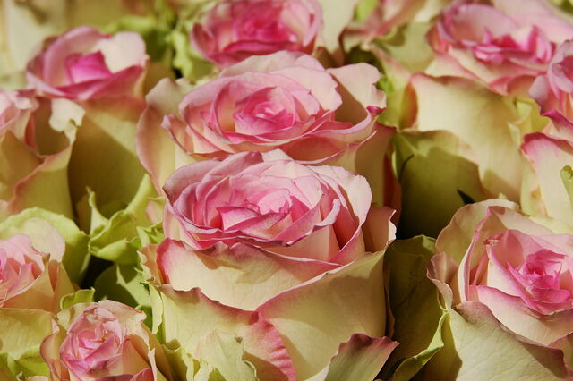 Rosas