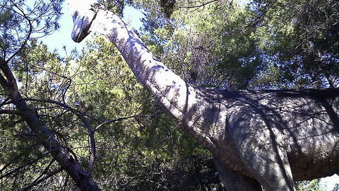 Dinosaurio en Peccioli