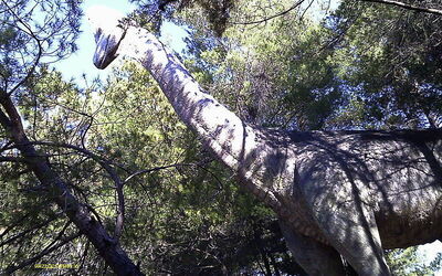 Dinosaurio en Peccioli