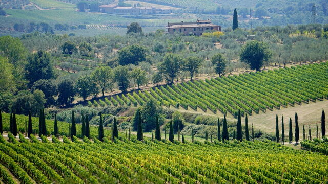 Viñedos en la Toscana