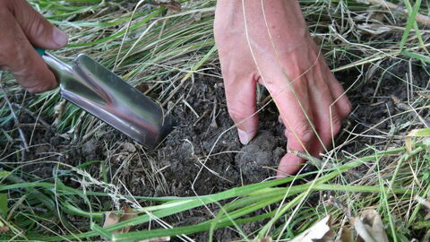 La búsqueda de trufas