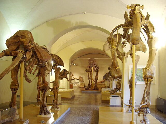 Museo de animales disecados