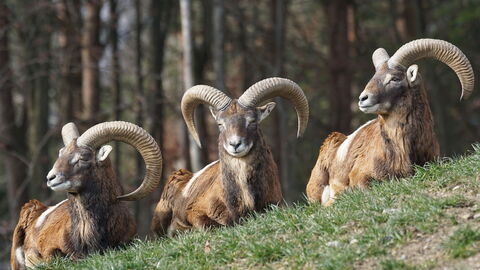 Muflones