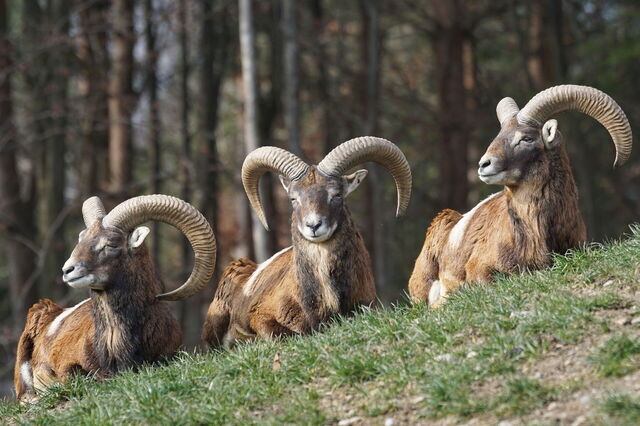 Muflones