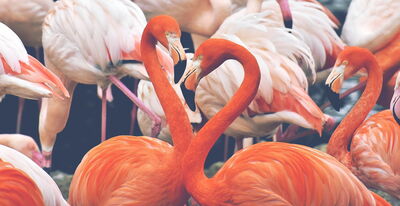 Flamingos