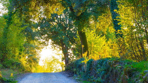 Algunos bosques en Sovicille