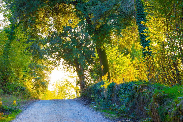 Algunos bosques en Sovicille