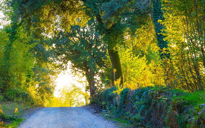 Algunos bosques en Sovicille