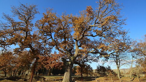Roble delle Checche