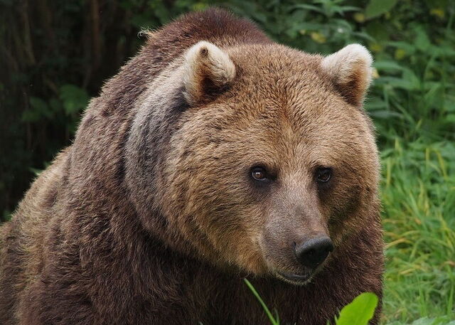 Oso Pardo Europeo