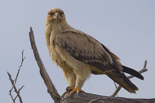 Águila rojiza