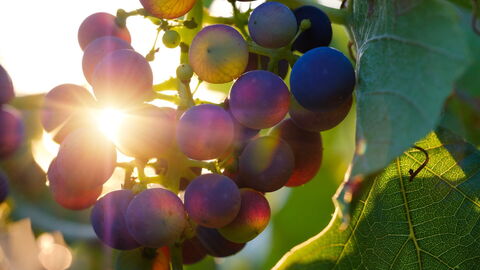 Uvas en viñedo