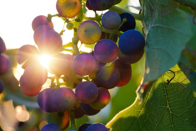 Uvas en viñedo