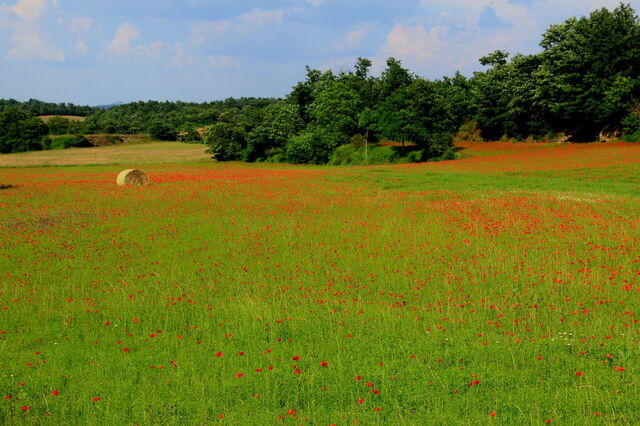 Amapolas en primavera en Toscana