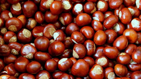 Castañas