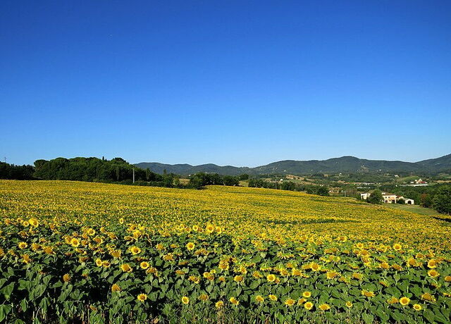 Reggello, girasoles