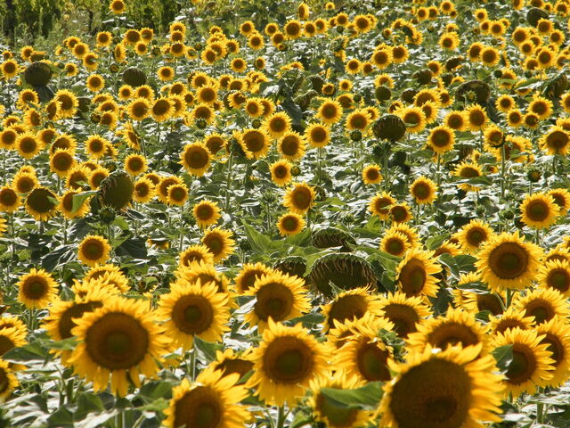 Girasoles