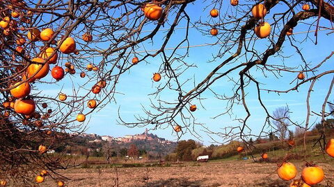 Otoño en San Miniato
