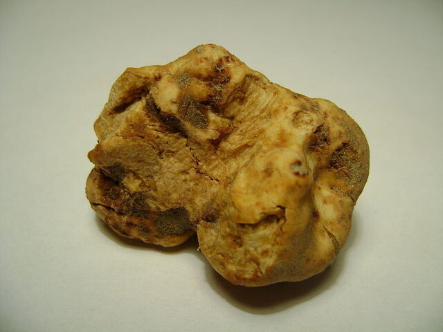 Trufa blanca