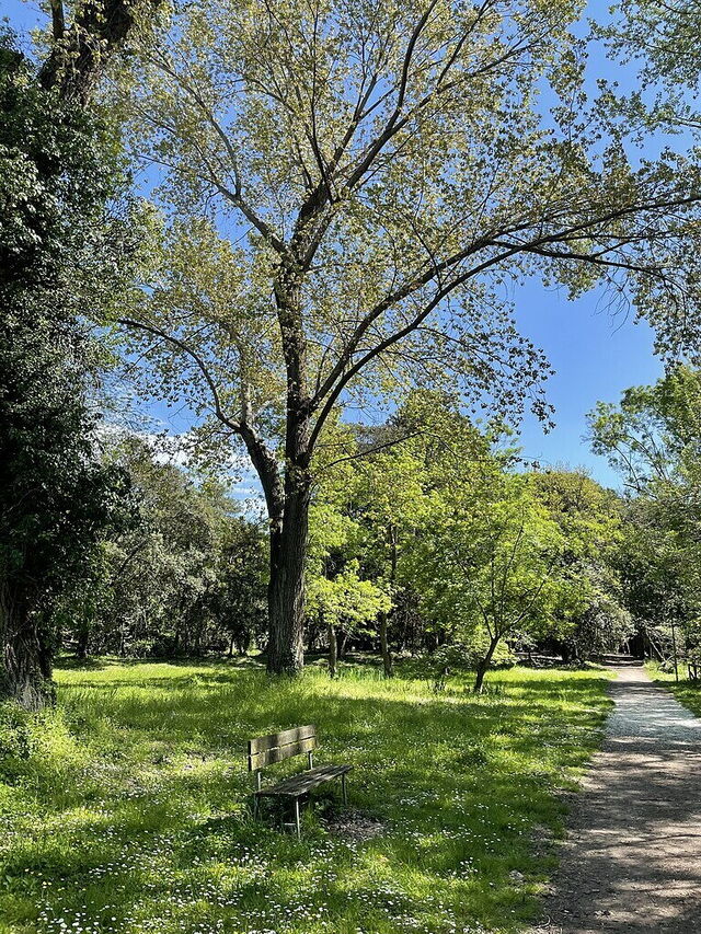 Parque Pineta di Ponente, árboles