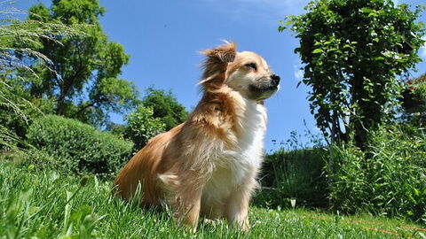 Lleve a su mascota a la Toscana