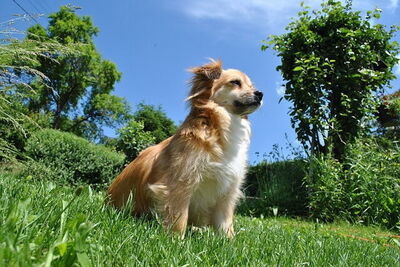 Lleve a su mascota a la Toscana