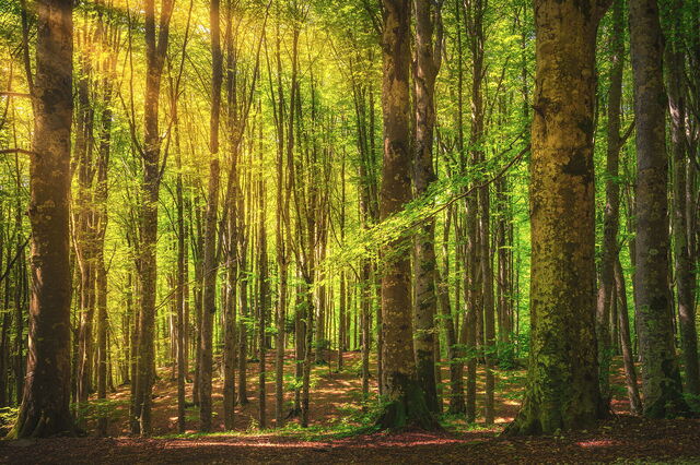 Casentino, Bosque Secular