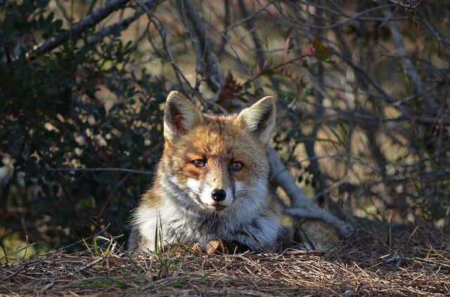 Un zorro en el Parque Regional de la Maremma