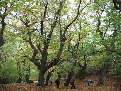 Bosques de castaños Palazzuolo Sul Senio