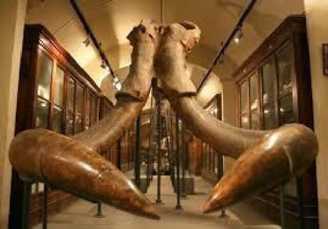 museo en montevarchi