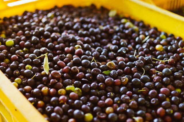 Aceitunas