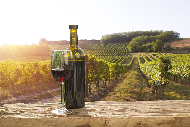 Un viñedo en Chianti