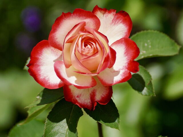 Rosa