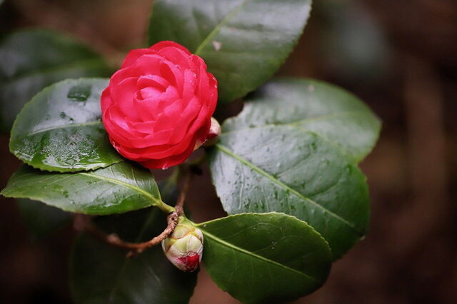 Camelia y gotas de lluvia
