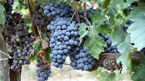 Uvas Sangiovese, se utilizan en la fabricación de Brunello di Montalcino