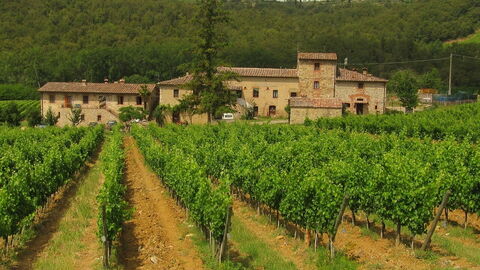 Viñedo en Chianti