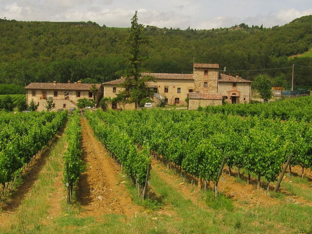 Viñedo en Chianti